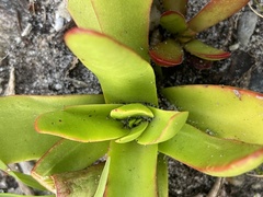Crassula nudicaulis