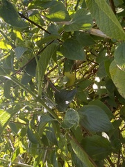 Nephrotoma australasiae
