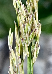 Molinia caerulea