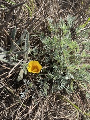 Eschscholzia californica