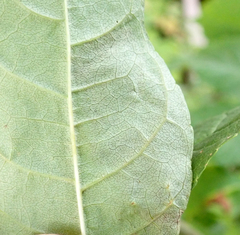 Gracillaria syringella