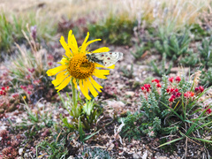 Parnassius smintheus