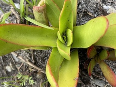 Crassula nudicaulis