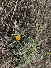 Eschscholzia californica