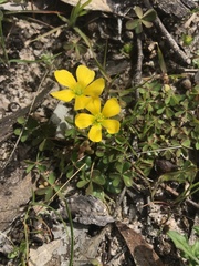 Oxalis perennans