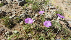 Ipomoea capillacea