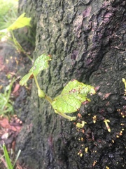 Magnoliopsida