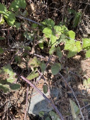 Rubus ursinus
