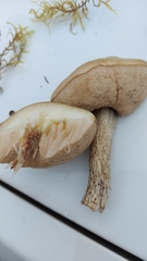 Leccinum holopus