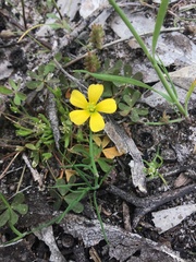 Oxalis perennans