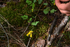 Corydalis aurea