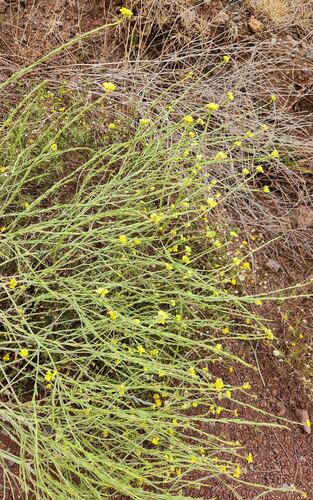 Brassica nigra observed 2022-09-06