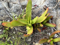 Crassula nudicaulis