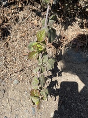 Rubus ursinus