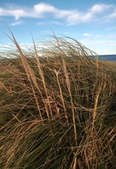 Cortaderia selloana