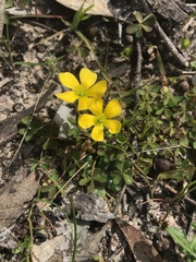 Oxalis perennans