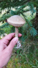 Leccinum holopus