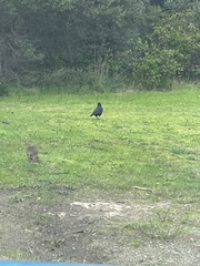Corvus mellori