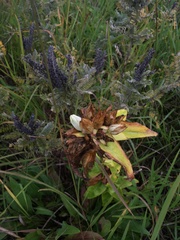 Gentiana alba