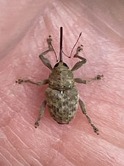 Curculio