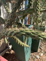 Cylindropuntia prolifera