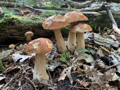 Boletus chippewaensis