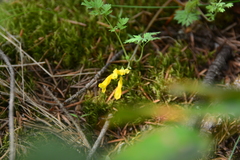 Corydalis aurea