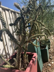 Cylindropuntia prolifera