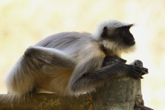 Semnopithecus hypoleucos