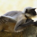 Black-footed Gray Langur - Photo (c) harshithjv, some rights reserved (CC BY-NC), uploaded by harshithjv