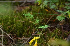 Corydalis aurea