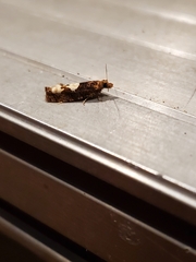 Epinotia trigonella