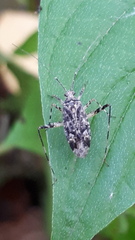 Phytocoris tiliae
