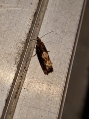Epinotia trigonella