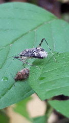 Phytocoris tiliae