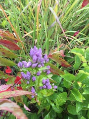 Gentianella quinquefolia