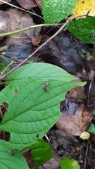 Phytocoris tiliae
