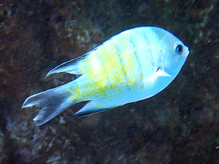 Abudefduf whitleyi
