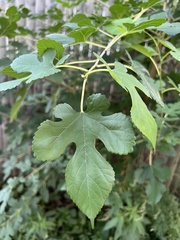 Vitis aestivalis