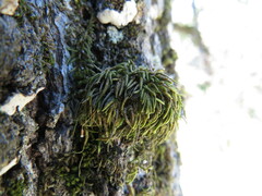 Pseudisothecium cristatum