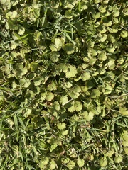 Hydrocotyle moschata