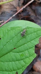 Phytocoris tiliae