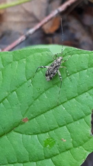 Phytocoris tiliae