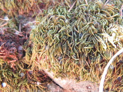 Pseudisothecium cristatum