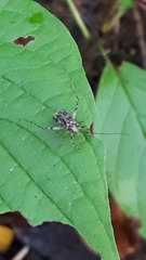 Phytocoris tiliae