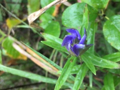 Gentiana puberulenta