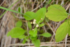 Antennaria racemosa