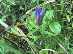 Gentiana puberulenta