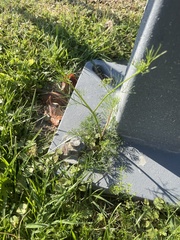 Cyclospermum leptophyllum