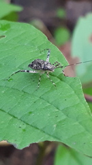 Phytocoris tiliae
